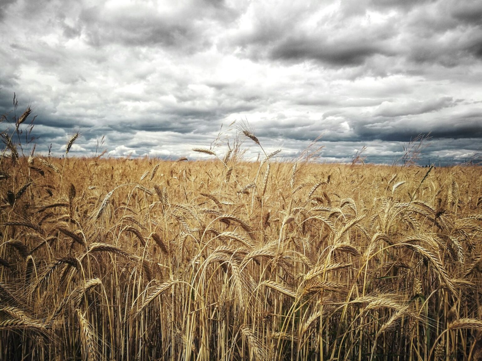 Wheat Posting Midday Strength | Nasdaq