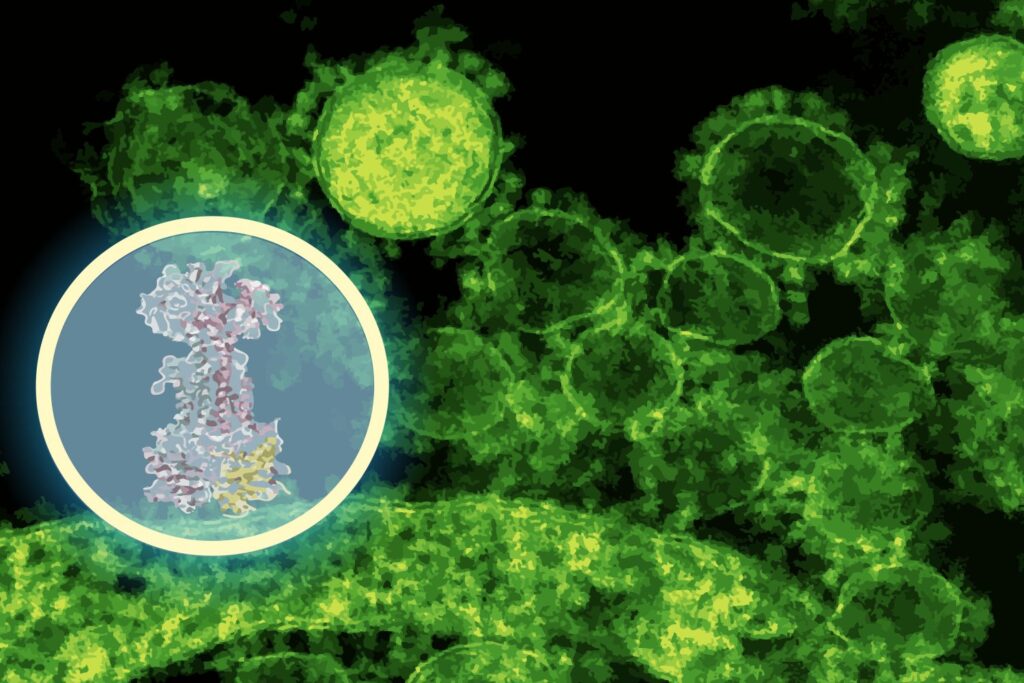AI maps how a new antibiotic targets gut bacteria | MIT News