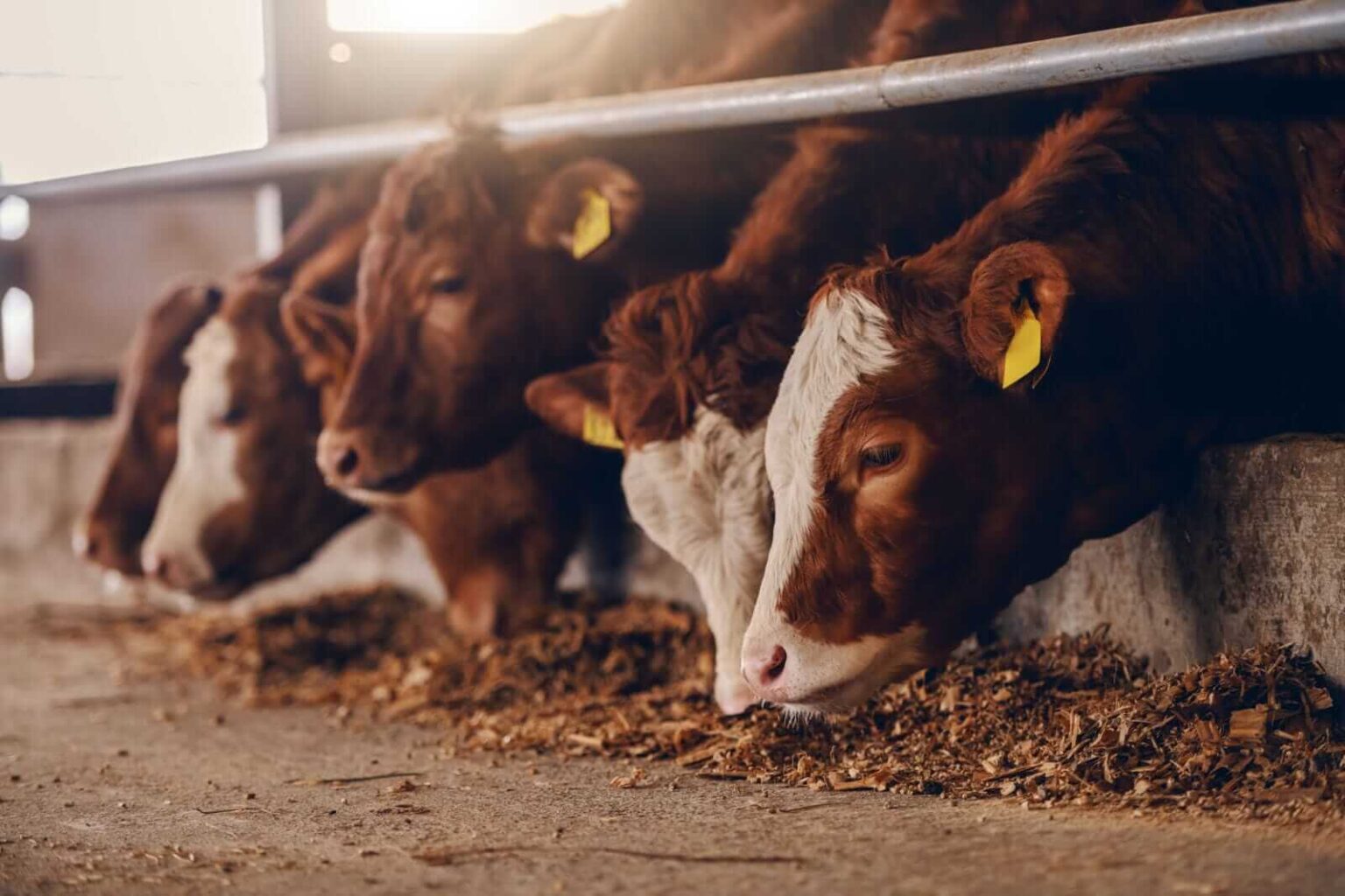 Cattle Collapse on Friday Amid Trump Comments to Lower Beef Prices