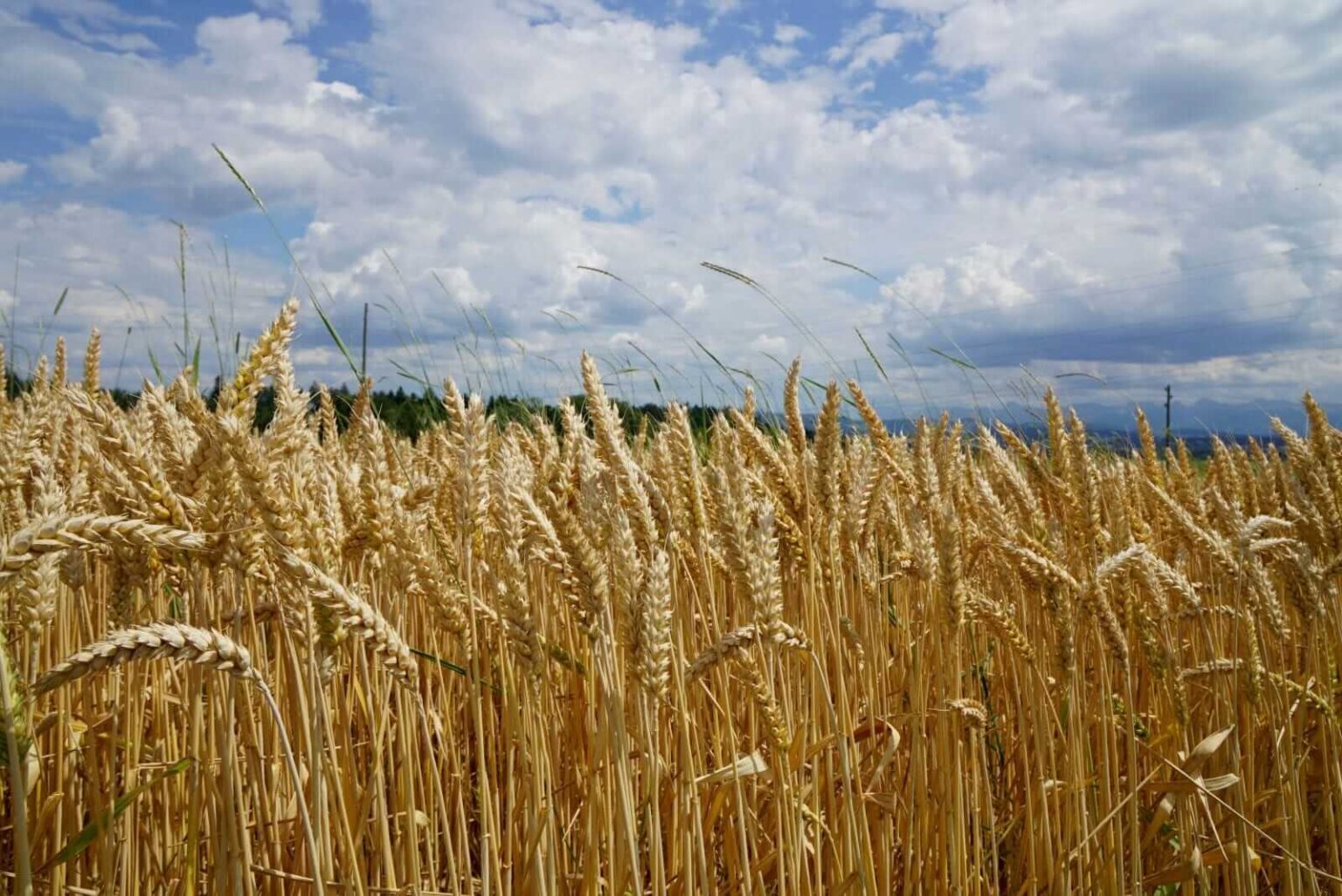 Wheat Shrugging Off Early Weakness at Friday’s Midday