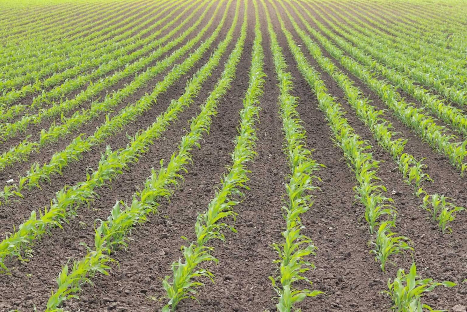 Corn Posts Slight Friday Losses