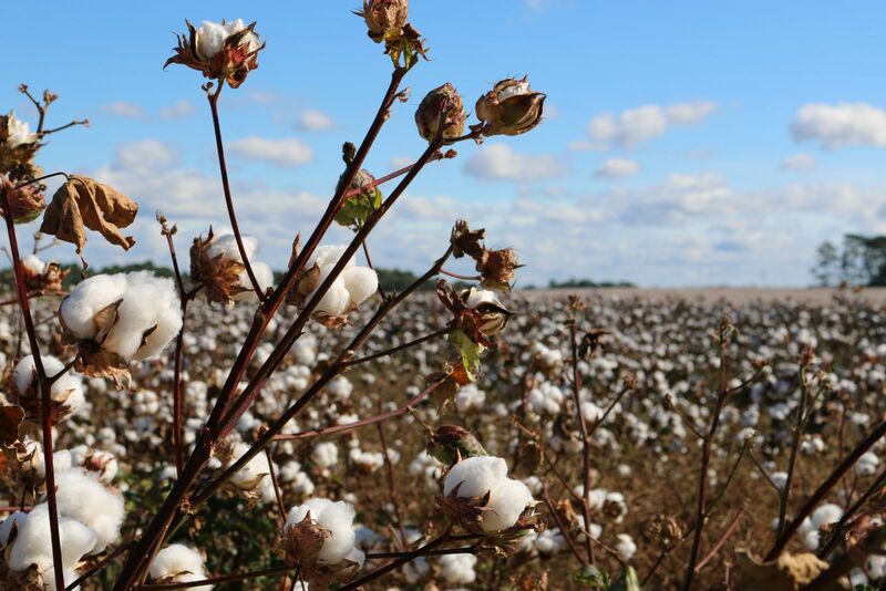 Cotton Slipping Lower at Midday Cotton Slipping Lower at Midday