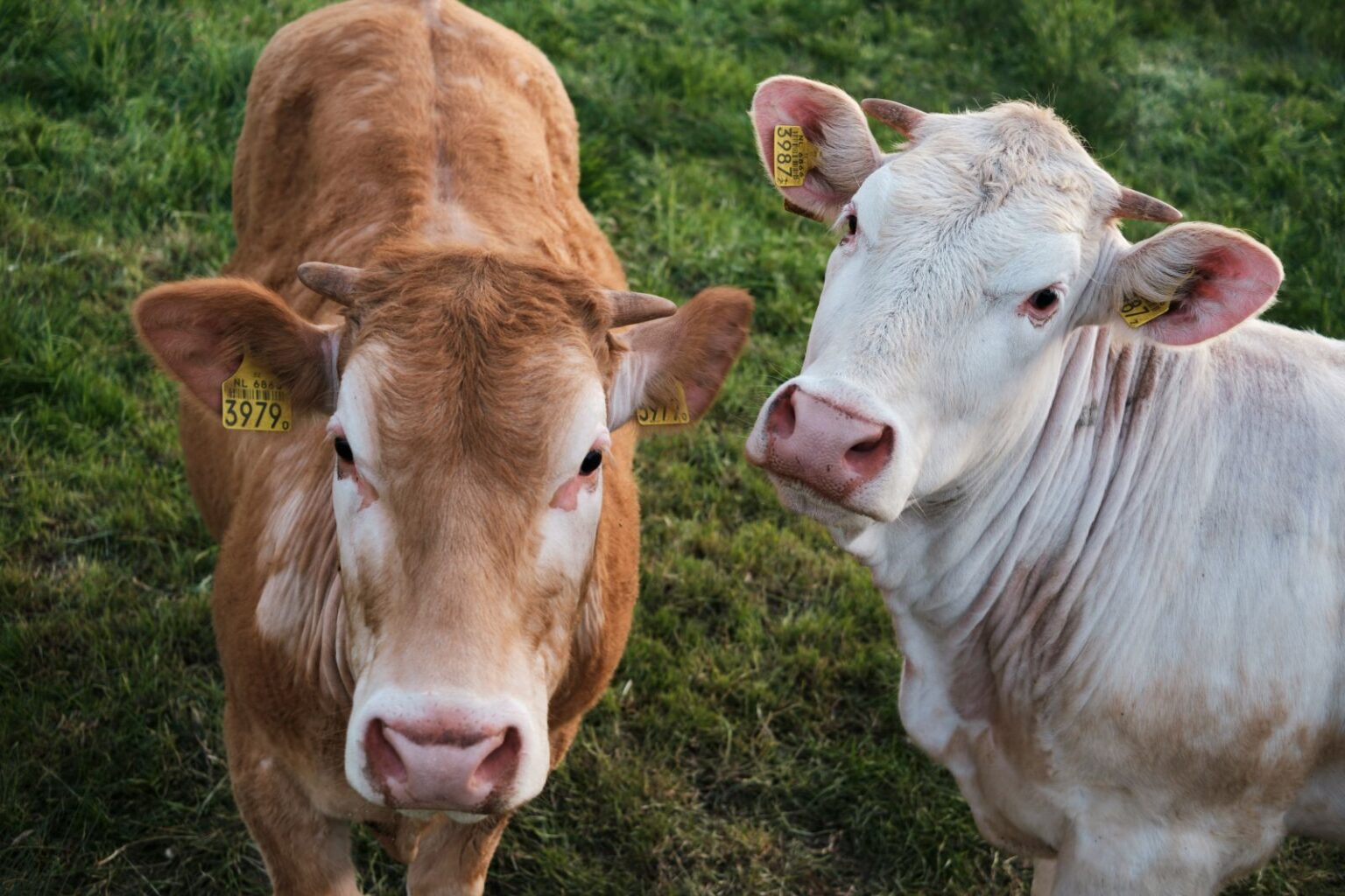 Cattle Closes Mixed on Thursday