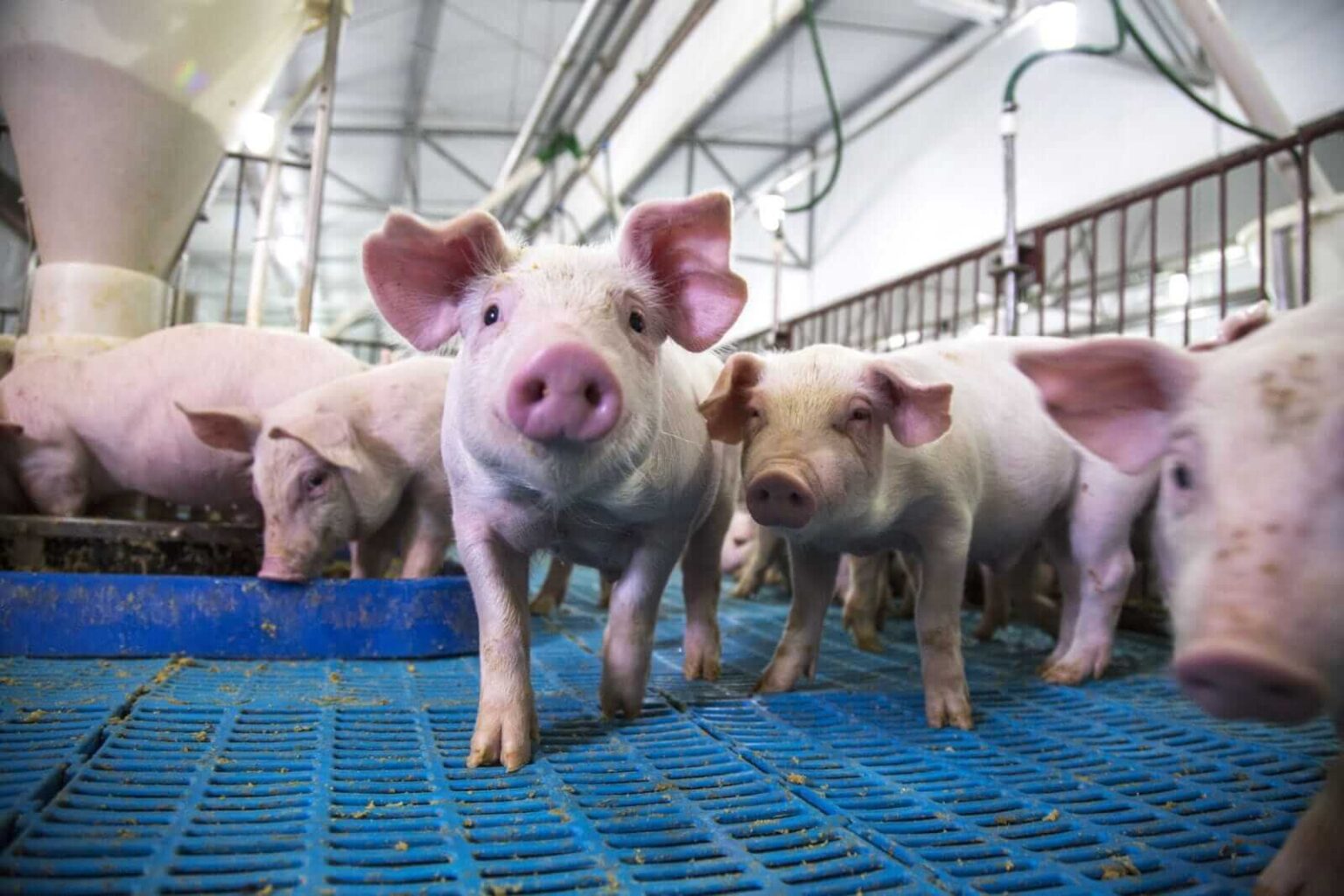 Hogs Fall Lower on Tuesday