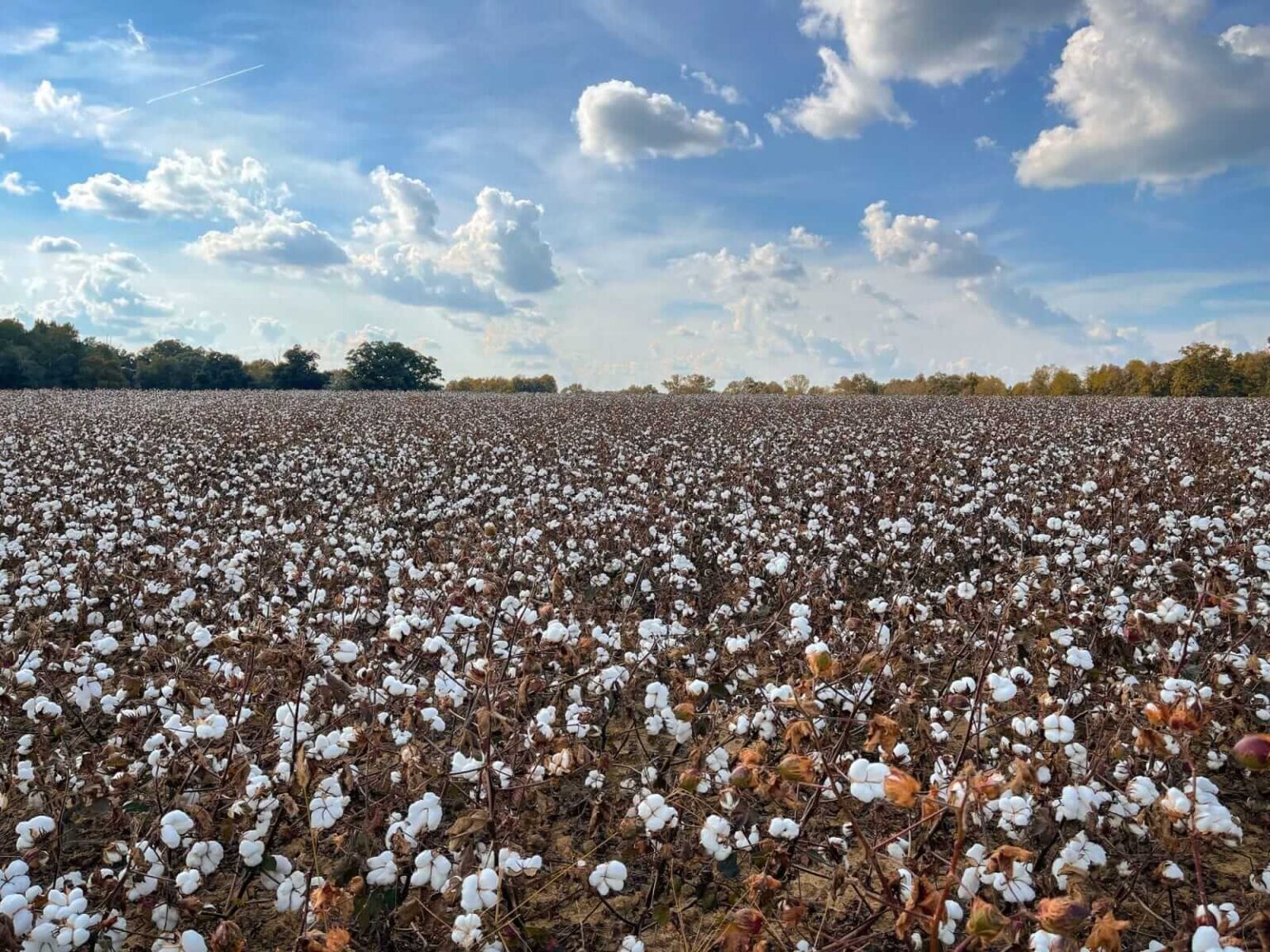 Cotton Posting Friday Midday Gains Cotton Posting Friday Midday Gains