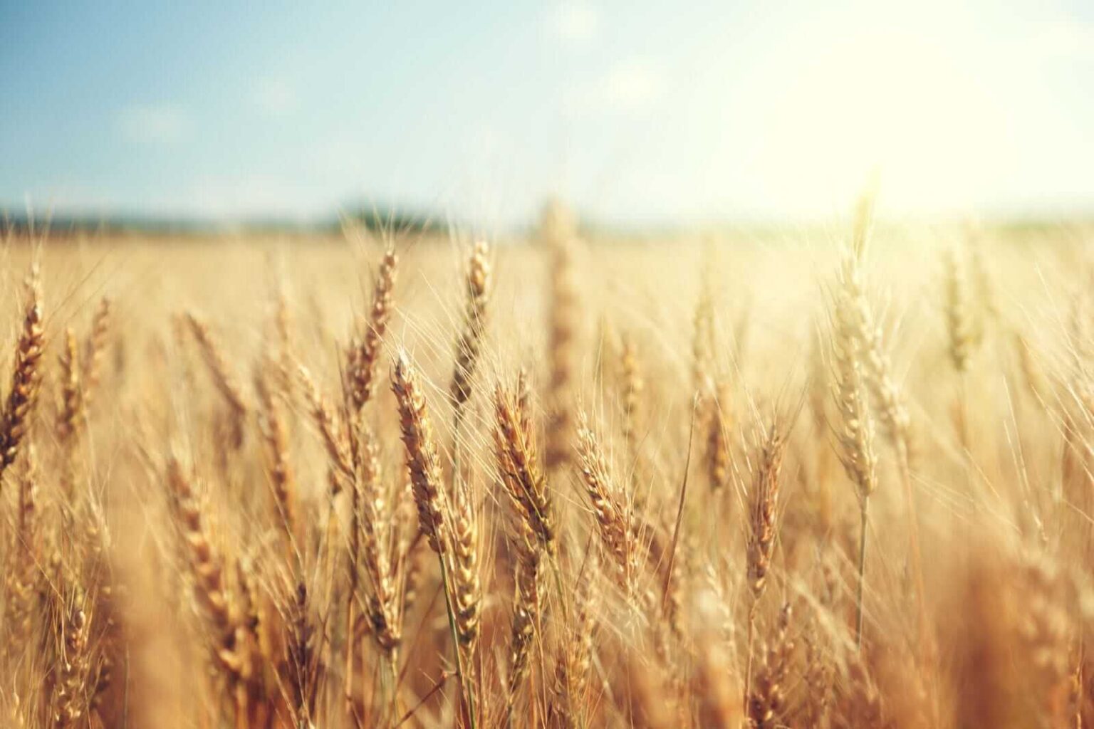 Wheat Falling Back in Early Friday Trade Wheat Falling Back in Early Friday Trade
