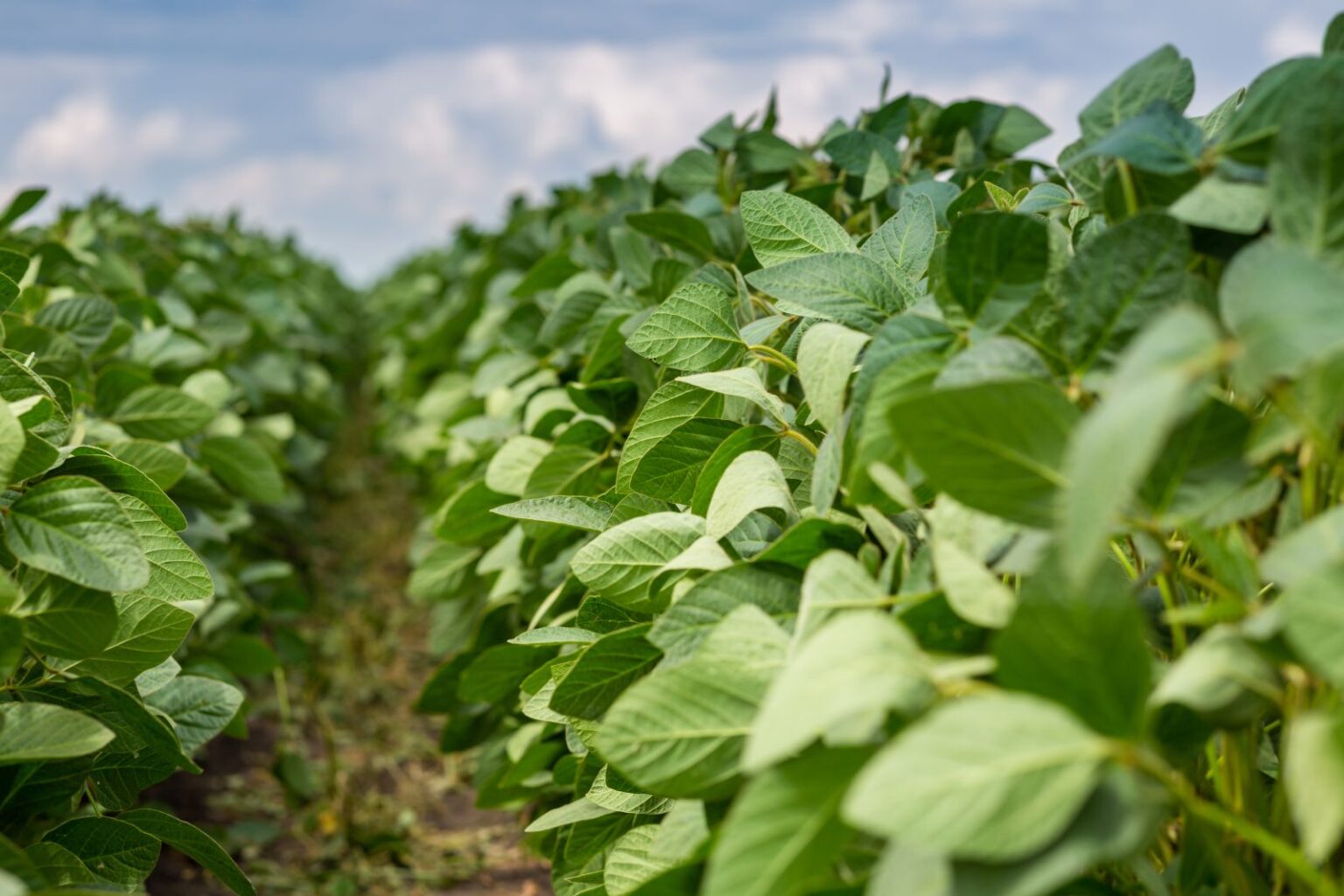 Soybeans Rally on Monday, with Condition Ratings Slipping